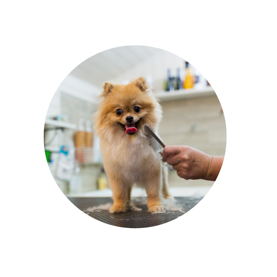 Pet Grooming