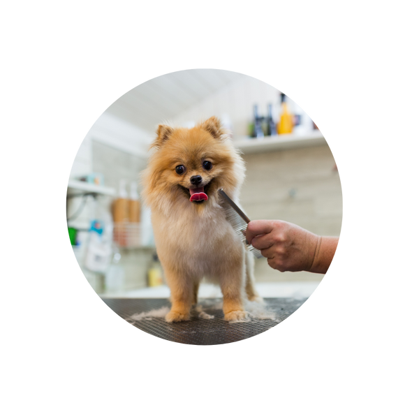 Pet Grooming