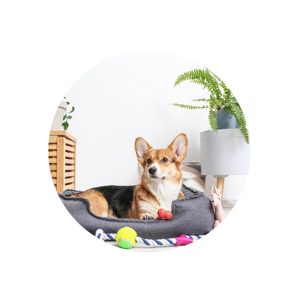 Pet Beds
