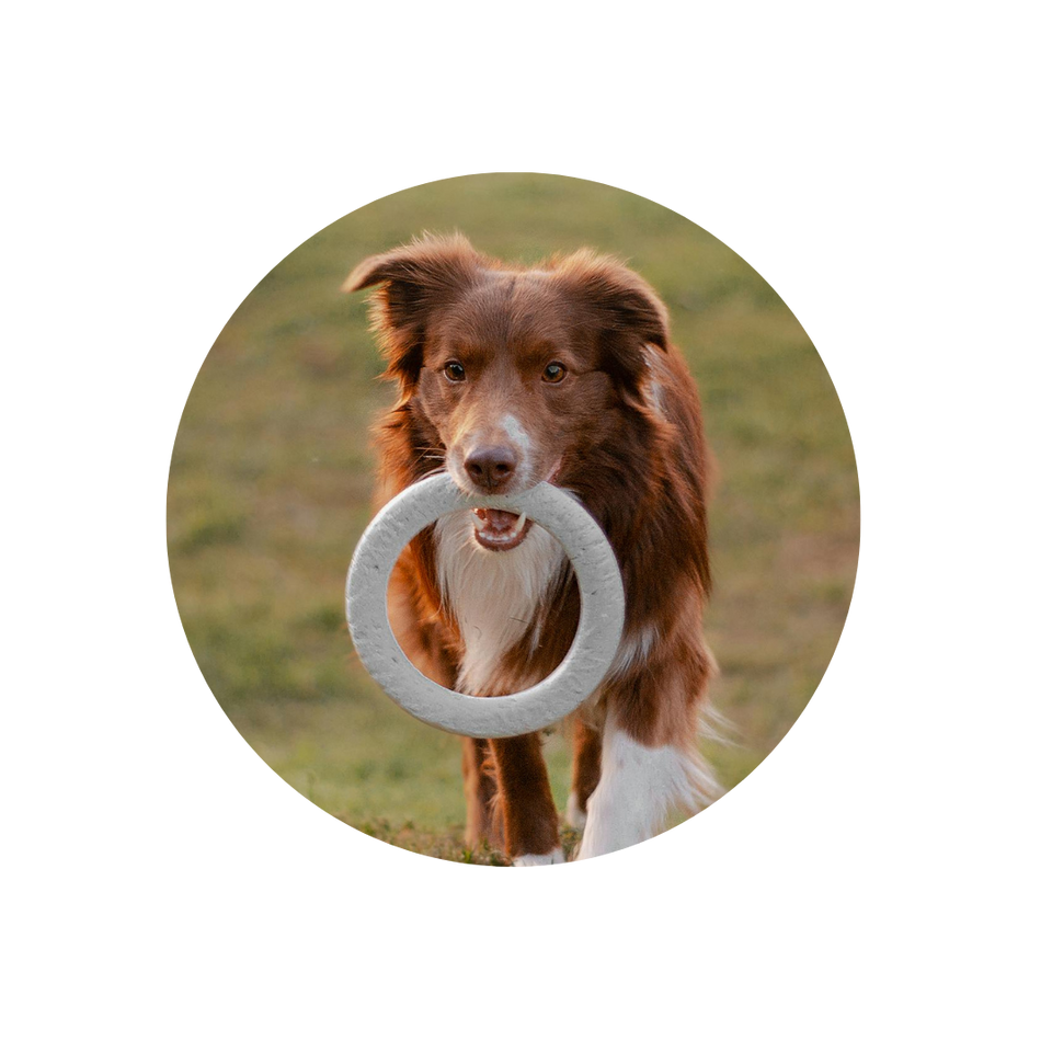 Pet Toys